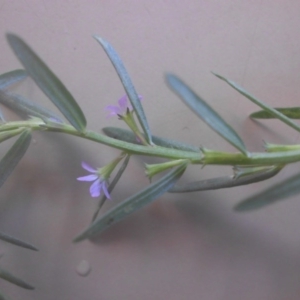 Lythrum hyssopifolia at Hackett, ACT - 16 Jan 2017 02:12 PM