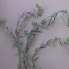 Lythrum hyssopifolia at Hackett, ACT - 16 Jan 2017