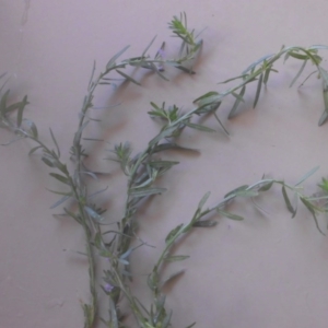 Lythrum hyssopifolia at Hackett, ACT - 16 Jan 2017 02:12 PM