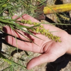 Cenchrus longispinus (Spiny Burrgrass, Spiny Burrgrass) at Uriarra Village, ACT - 16 Jan 2017 by ACTBioSecurity