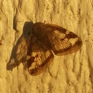 Scolypopa australis at Kambah, ACT - 16 Jan 2017