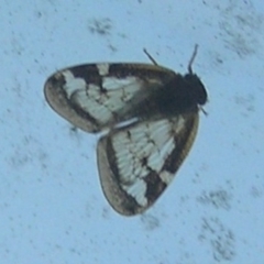 Scolypopa australis at Kambah, ACT - 16 Jan 2017