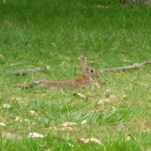 Oryctolagus cuniculus at Parkes, ACT - 9 Jan 2017