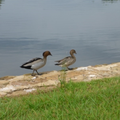 Chenonetta jubata (Australian Wood Duck) at Canberra, ACT - 9 Jan 2017 by JanetRussell