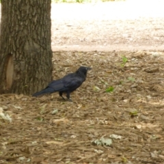 Corvus coronoides (Australian Raven) at Mount Ainslie to Black Mountain - 8 Jan 2017 by JanetRussell