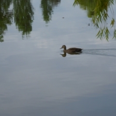 Anas superciliosa (Pacific Black Duck) at Mount Ainslie to Black Mountain - 8 Jan 2017 by JanetRussell