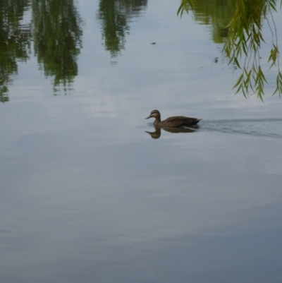 Anas superciliosa (Pacific Black Duck) at Canberra, ACT - 9 Jan 2017 by JanetRussell