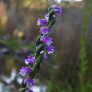 Spiranthes australis at Paddys River, ACT - suppressed