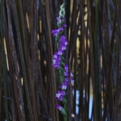 Spiranthes australis at Paddys River, ACT - 16 Jan 2017