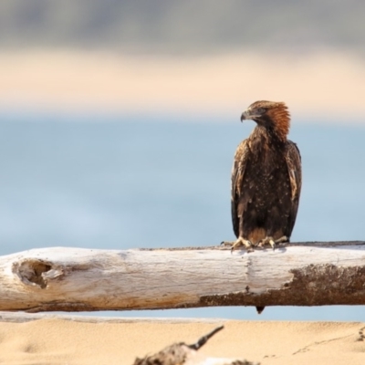 Aquila audax (Wedge-tailed Eagle) at Mogareeka, NSW - 4 Jan 2017 by Leo