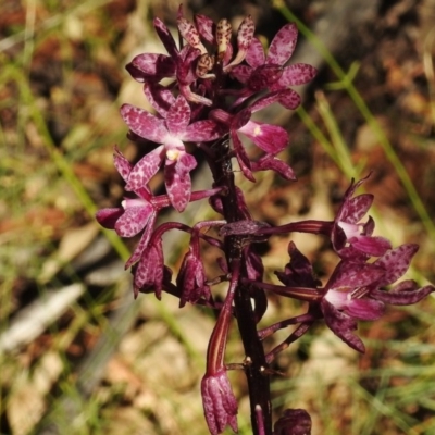 Dipodium punctatum (Blotched Hyacinth Orchid) at Birrigai - 16 Jan 2017 by JohnBundock