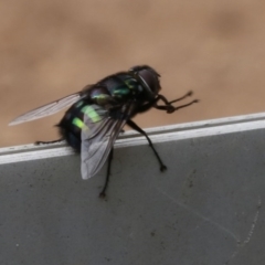 Rutilia (Chrysorutilia) sp. (genus & subgenus) (A Bristle Fly) at Coree, ACT - 13 Jan 2017 by ibaird