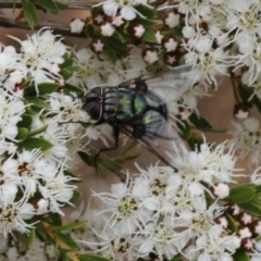 Rutilia (Chrysorutilia) sp. (genus & subgenus) at Coree, ACT - 13 Jan 2017