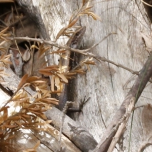 Pseudemoia entrecasteauxii at Coree, ACT - 13 Jan 2017