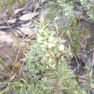 Melichrus urceolatus at Kambah, ACT - 30 Aug 2008 11:08 AM