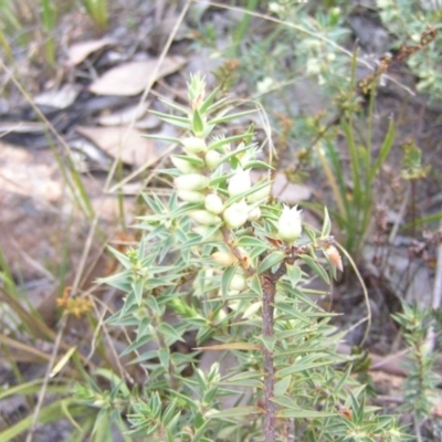 Melichrus urceolatus (Urn Heath) at Mount Taylor - 30 Aug 2008 by MatthewFrawley