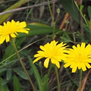 Picris angustifolia subsp. merxmuelleri at Cotter River, ACT - 16 Jan 2017