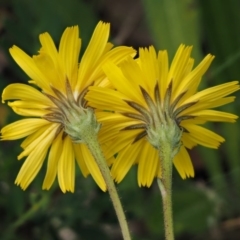 Picris angustifolia subsp. merxmuelleri at Cotter River, ACT - 16 Jan 2017