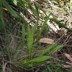 Picris angustifolia subsp. merxmuelleri at Cotter River, ACT - 16 Jan 2017 11:15 AM