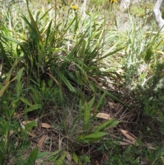 Picris angustifolia subsp. merxmuelleri at Cotter River, ACT - 16 Jan 2017 11:15 AM