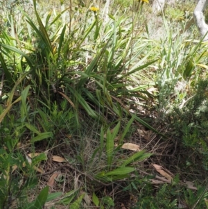 Picris angustifolia subsp. merxmuelleri at Cotter River, ACT - 16 Jan 2017