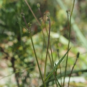 Picris angustifolia subsp. merxmuelleri at Cotter River, ACT - 16 Jan 2017