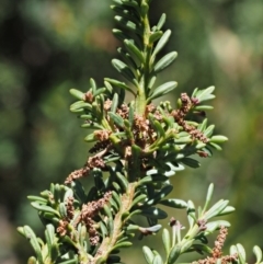 Podocarpus lawrencei (Mountain Plum Pine) at Cotter River, ACT - 16 Jan 2017 by KenT