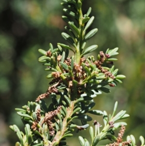 Podocarpus lawrencei at Cotter River, ACT - 16 Jan 2017