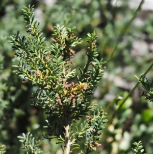 Podocarpus lawrencei at Cotter River, ACT - 16 Jan 2017