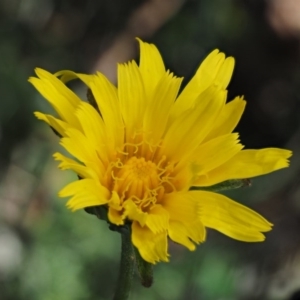 Microseris lanceolata at Cotter River, ACT - 16 Jan 2017