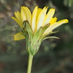 Microseris lanceolata at Cotter River, ACT - 16 Jan 2017