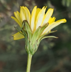 Microseris lanceolata at Cotter River, ACT - 16 Jan 2017