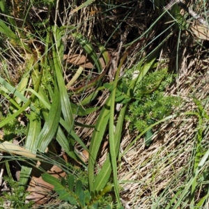 Microseris lanceolata at Cotter River, ACT - 16 Jan 2017