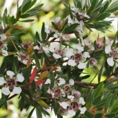 Leptospermum grandifolium (Woolly Teatree, Mountain Tea-tree) at Cotter River, ACT - 16 Jan 2017 by KenT