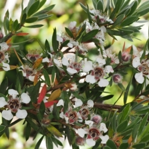 Leptospermum grandifolium at Cotter River, ACT - 16 Jan 2017