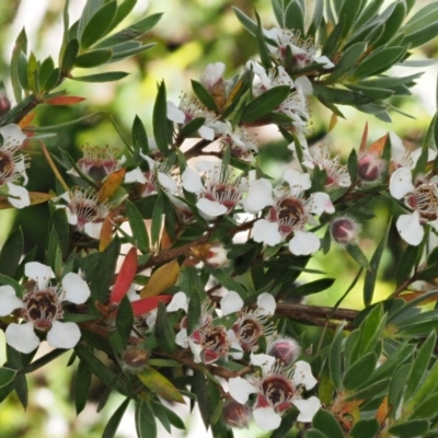Leptospermum grandifolium (Woolly Teatree, Mountain Tea-tree) at Cotter River, ACT - 16 Jan 2017 by KenT