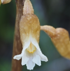 Gastrodia entomogama (Brindabella potato orchid) at Cotter River, ACT - 15 Jan 2017 by KenT