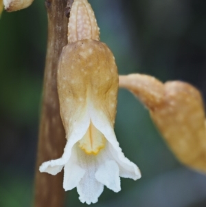 Gastrodia procera at Cotter River, ACT - 16 Jan 2017