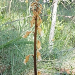 Gastrodia procera at Cotter River, ACT - 16 Jan 2017