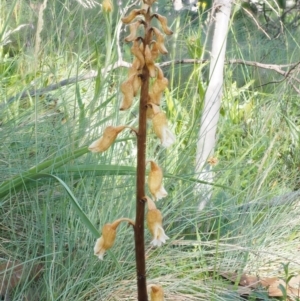 Gastrodia procera at Cotter River, ACT - 16 Jan 2017