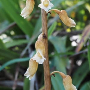 Gastrodia procera at Cotter River, ACT - 16 Jan 2017