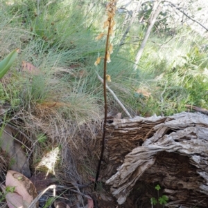 Gastrodia procera at Cotter River, ACT - 16 Jan 2017