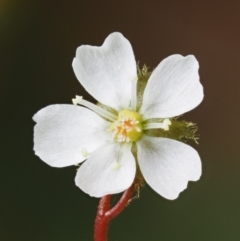 Drosera peltata (Shield Sundew) at Cotter River, ACT - 16 Jan 2017 by KenT