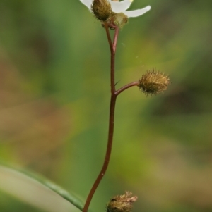 Drosera peltata at Cotter River, ACT - 16 Jan 2017