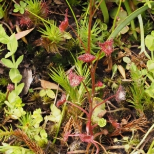 Drosera peltata at Cotter River, ACT - 16 Jan 2017