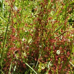 Drosera peltata at Cotter River, ACT - 16 Jan 2017