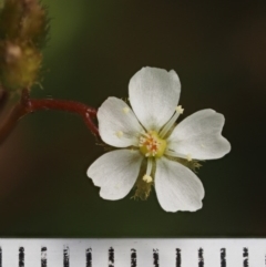 Drosera peltata at Cotter River, ACT - 16 Jan 2017