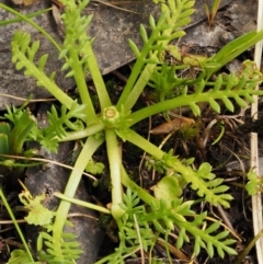 Cotula alpina (Alpine Cotula) at Cotter River, ACT - 16 Jan 2017 by KenT