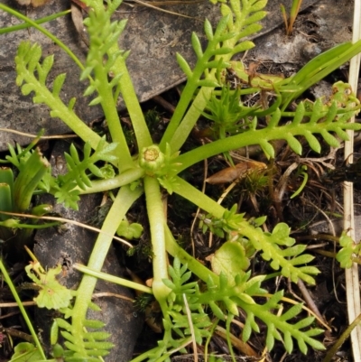 Cotula alpina (Alpine Cotula) at Cotter River, ACT - 16 Jan 2017 by KenT