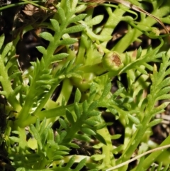 Cotula alpina at Cotter River, ACT - 16 Jan 2017